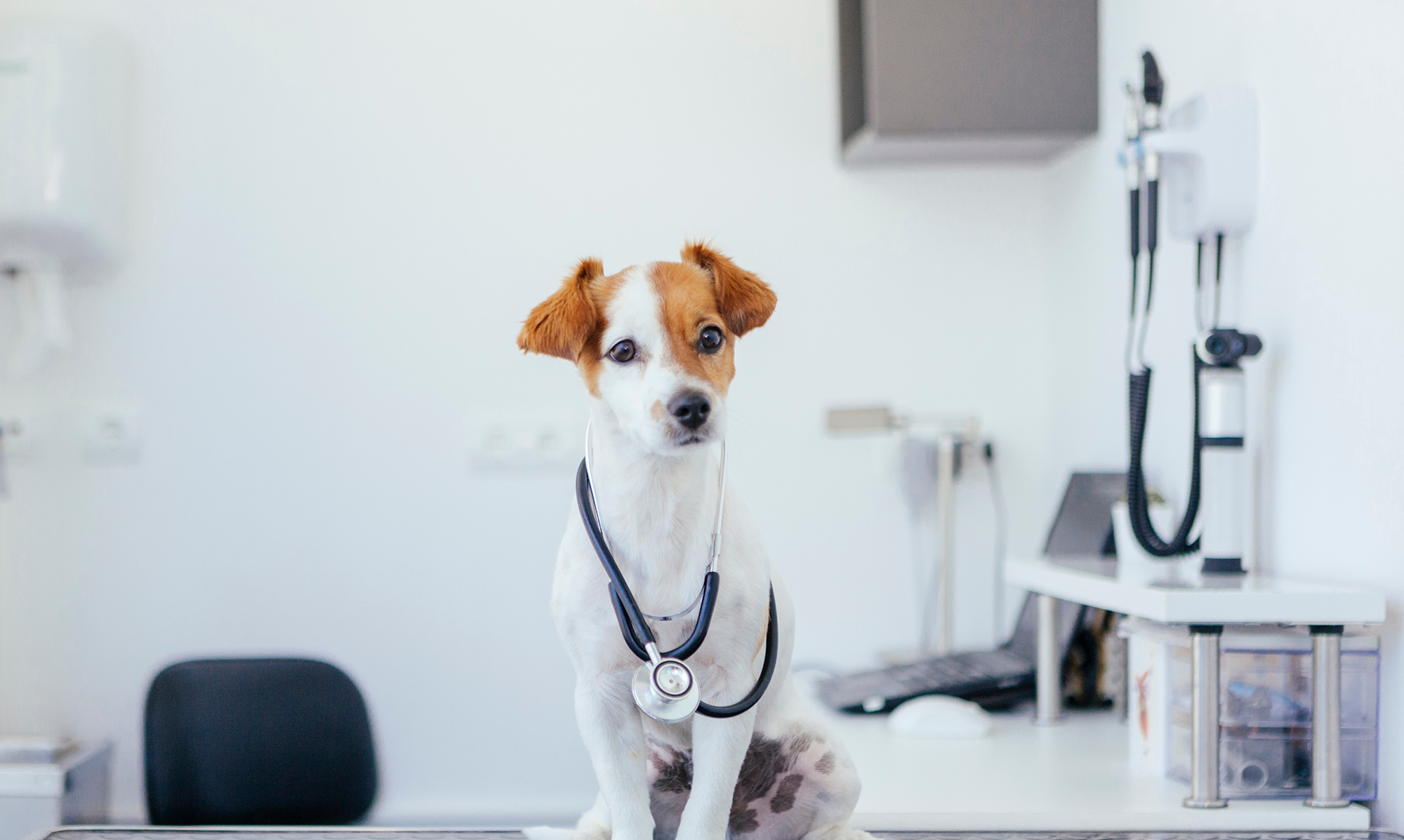 Centro Veterinario Adoratrices, mascotas y veterinaria en Huelva