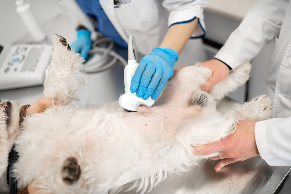 ecografia veterinario adoratrices