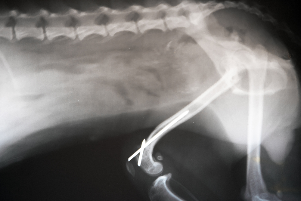 radiografia veterinario adoratrices